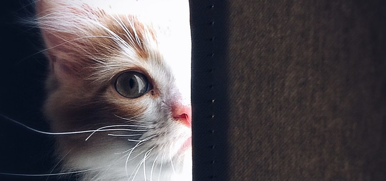 3 comportements qui prouvent que les chats sentent la tristesse