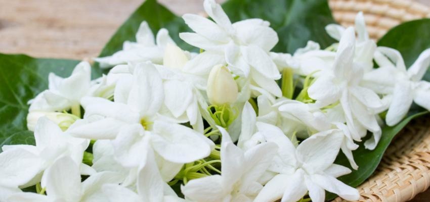 jasmin vertus