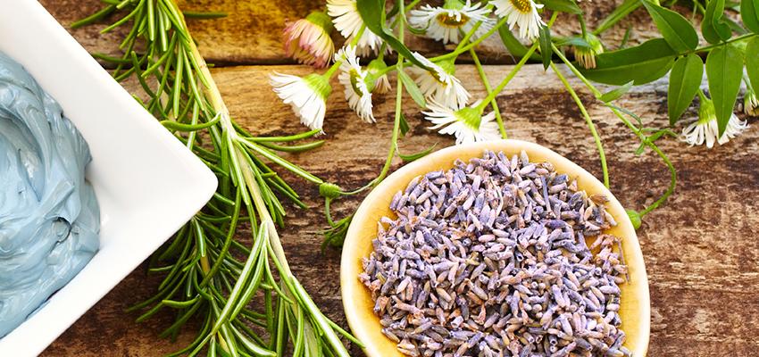 phytothérapie plantes médicinales phytothérapie plantes médicinales