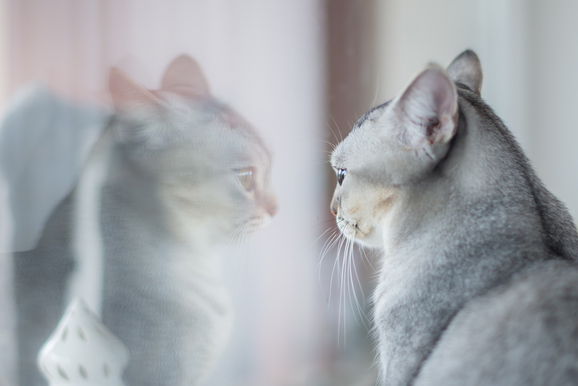 Les chats ressentent la tristesse vraiment possible