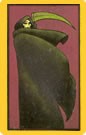 interprétation des cartes du Tarot Persan