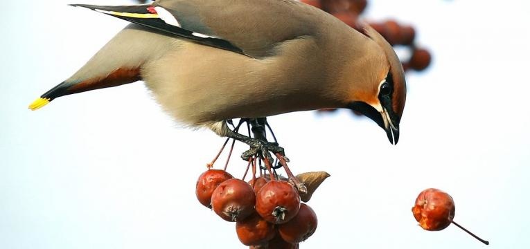 aubépine aubépine