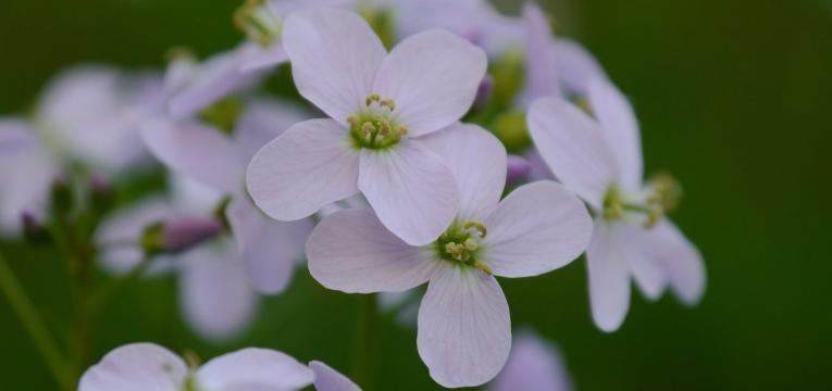 bourse-à-pasteur bourse-à-pasteur