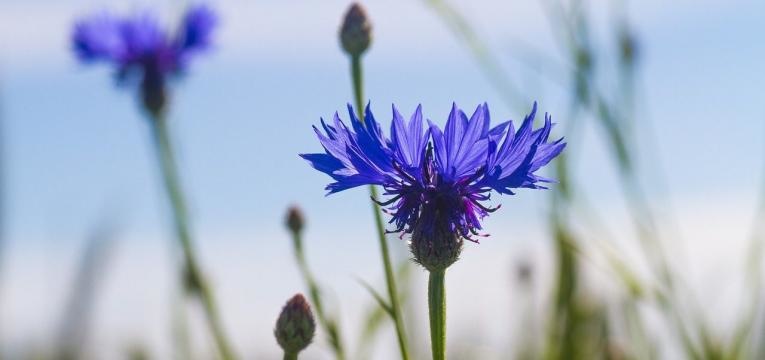 herbier médicinal du bleuet