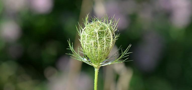 graine de carvi graine de carvi