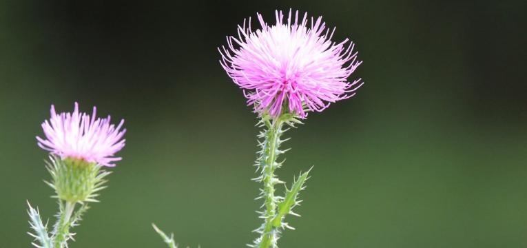 herbier médicinal de la bardane herbier médicinal de la bardane
