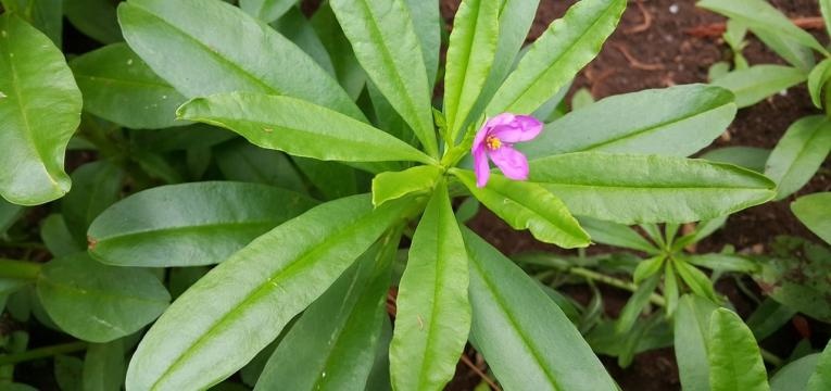 herbier médicinal du ginseng herbier médicinal du ginseng