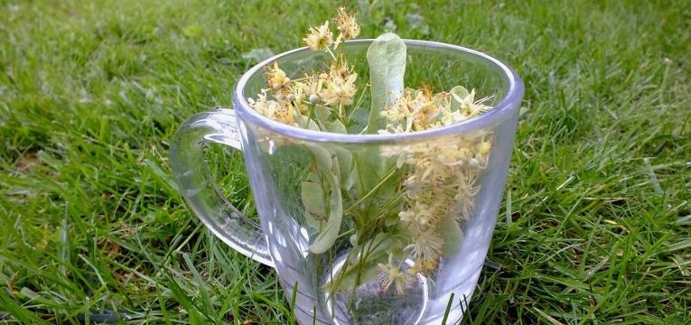 herbier médicinal du tilleul