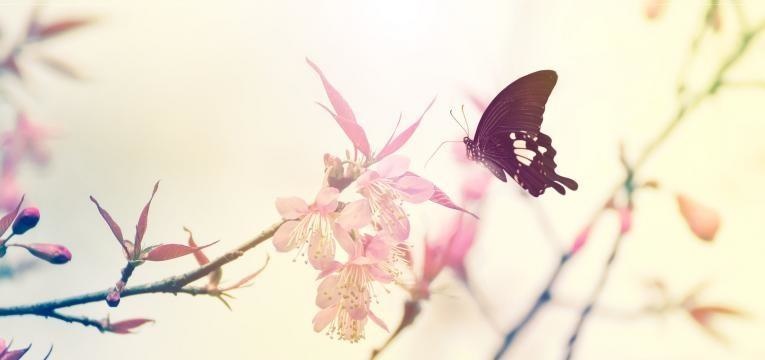 Marcher dans la nature change le cerveau Marcher dans la nature change le cerveau