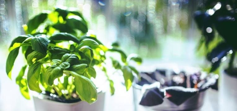 phytothérapie pour la sinusite phytothérapie pour la sinusite