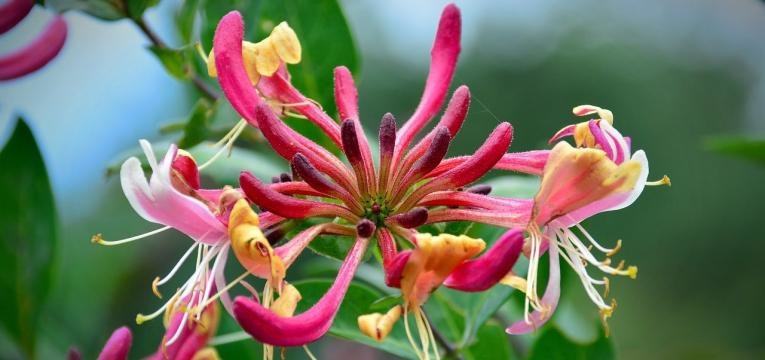 fleur de Bach honeysuckle fleur de Bach honeysuckle