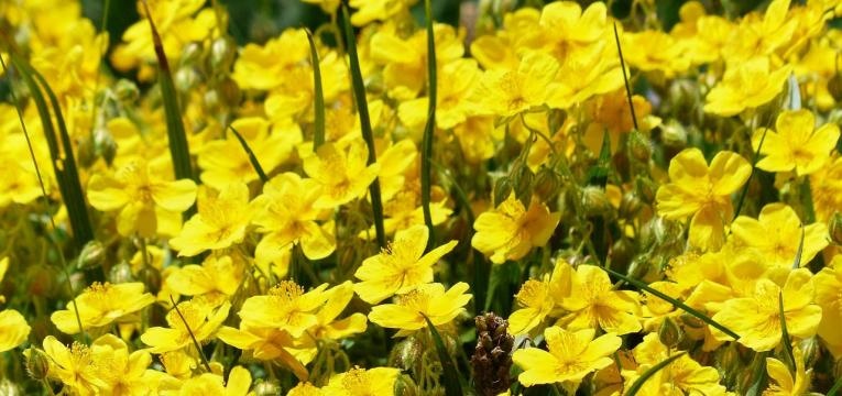 fleur de Bach hélianthème fleur de Bach hélianthème