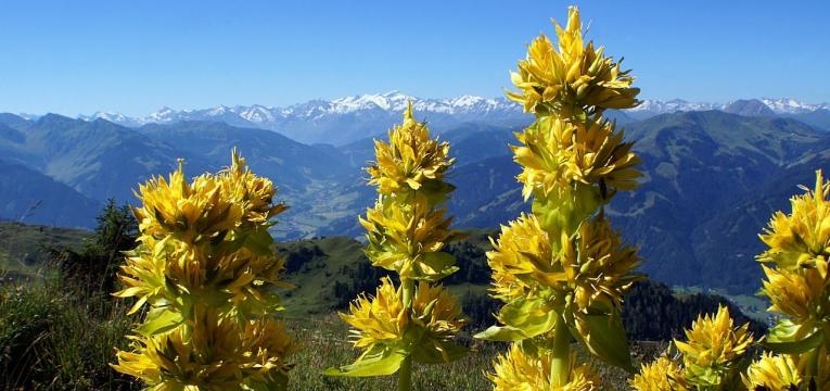 fleur de Bach pour la détente fleur de Bach pour la détente