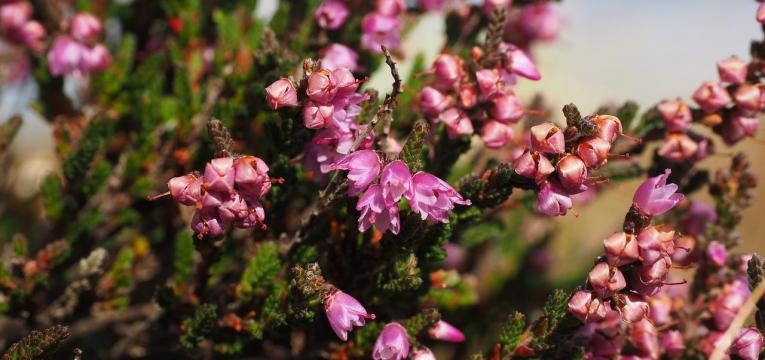fleur de Bach heather