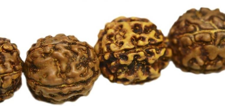 graine mystique Rudraksha graine mystique Rudraksha