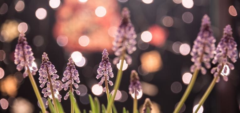 posologie des fleurs de Bach