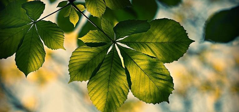 fleur de Bach Sweet chestnut fleur de Bach Sweet chestnut