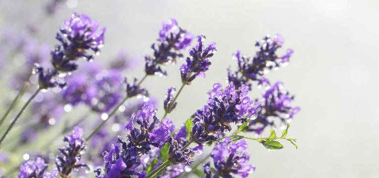 spray de fleur de Bach spray de fleur de Bach