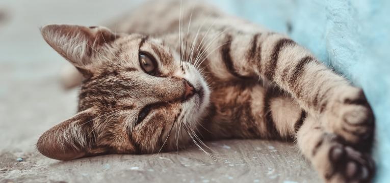 chats sentent les séismes chats sentent les séismes