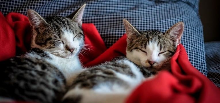 chats se sentent seuls