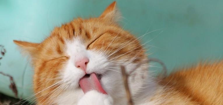 pourquoi les chats sentent tout pourquoi les chats sentent tout