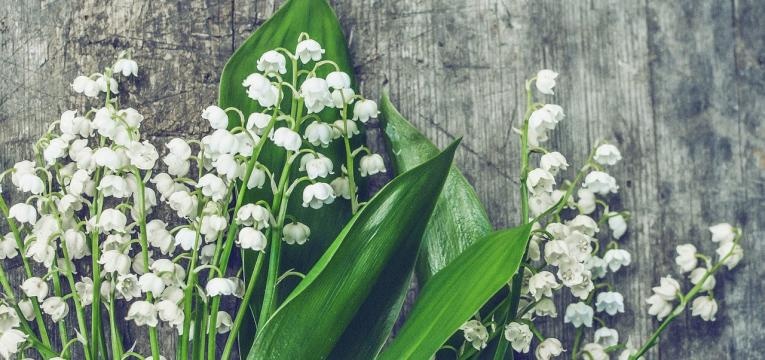 l'homéopathie pour l'insuffisance rénale l'homéopathie pour l'insuffisance rénale