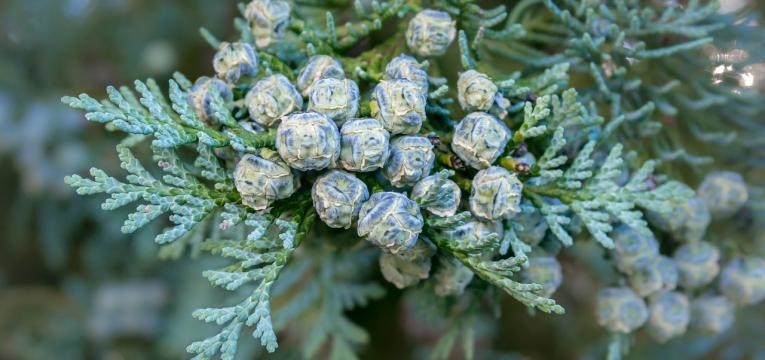 l'homéopathie pour la mycose l'homéopathie pour la mycose