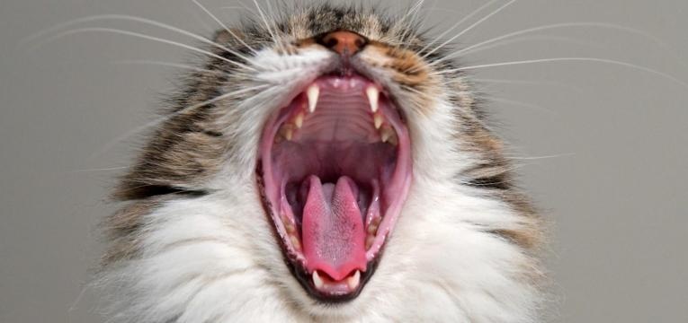 chats vous protègent des démons chats vous protègent des démons