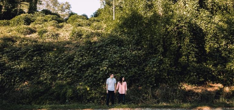 plante kudzu plante kudzu