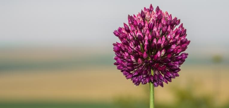 rituel à l'ail pour la protection de l'environnement rituel à l'ail pour la protection de l'environnement