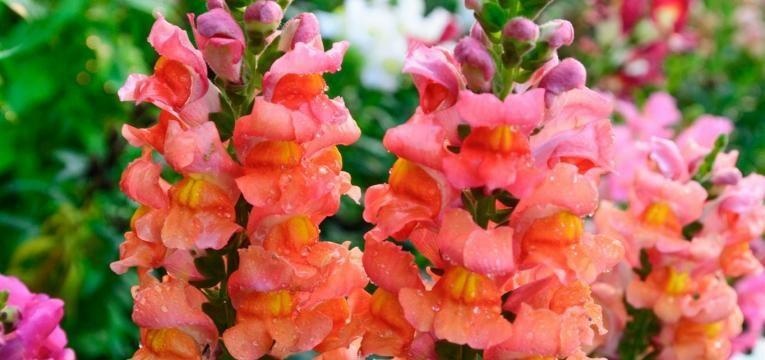 avantages du grand muflier - grand muflier