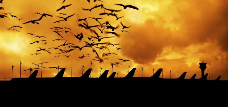 oiseaux dans les superstitions oiseaux dans les superstitions