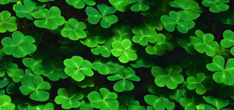 chauve souris chauve souris