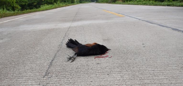 superstition de frapper un oiseau en voiture superstition de frapper un oiseau en voiture