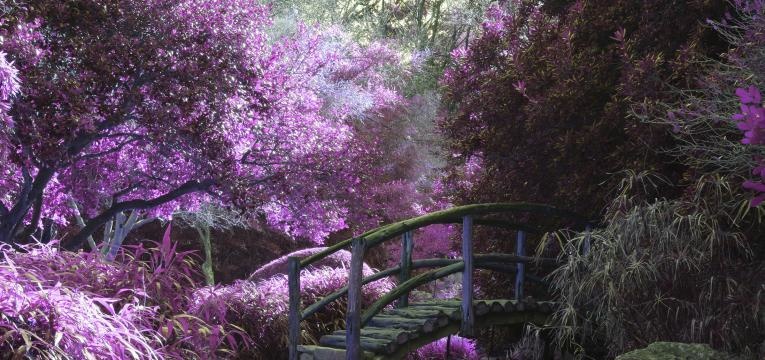 fées ou les anges de la nature