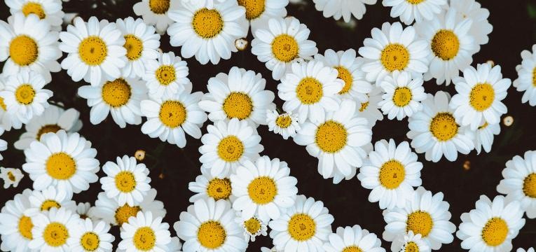 huile essentielle de camomille romaine