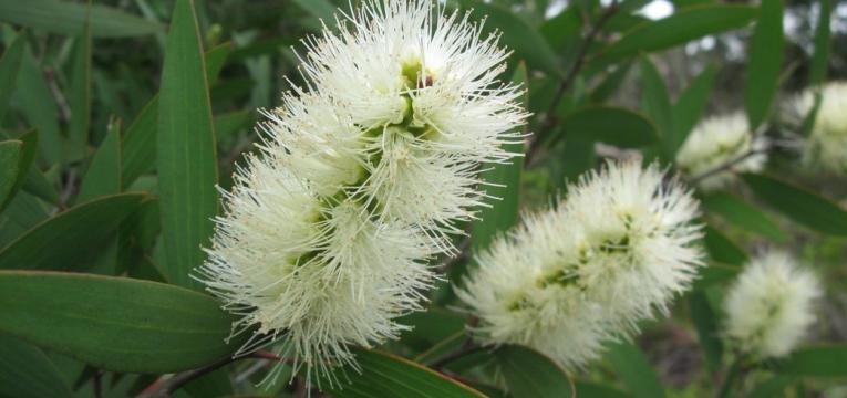 huile essentielle de Niaouli huile essentielle de Niaouli