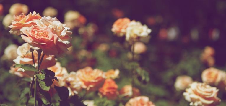 huile essentielle de rose