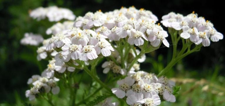 l'huile essentielle d'achillée millefeuille