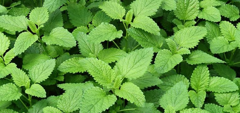 huile essentielle de mélisse