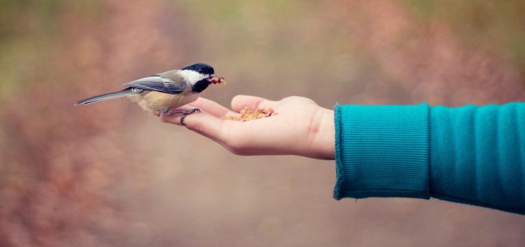 mont de Vénus en chiromancie mont de Vénus en chiromancie