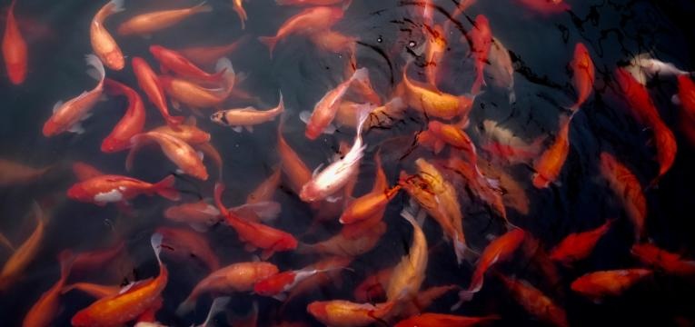 Plantes et astrologie des poissons Plantes et astrologie des poissons