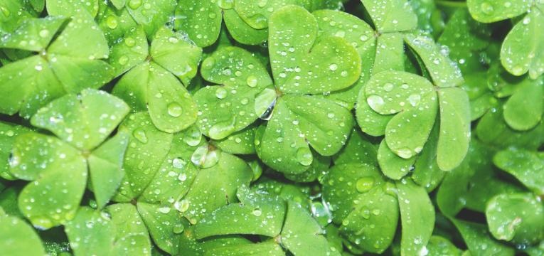 Superstition du trèfle Superstition du trèfle