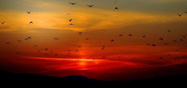 Tuer un oiseau Tuer un oiseau