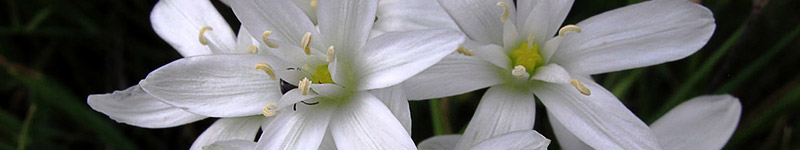 Abattement ou désespoir - groupes de fleurs de Bach