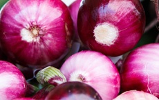 aliments qui rajeunissent ou préviennent des maladies