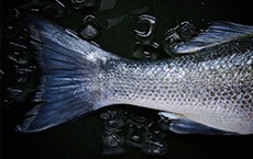 aliments qui rajeunissent ou préviennent des maladies