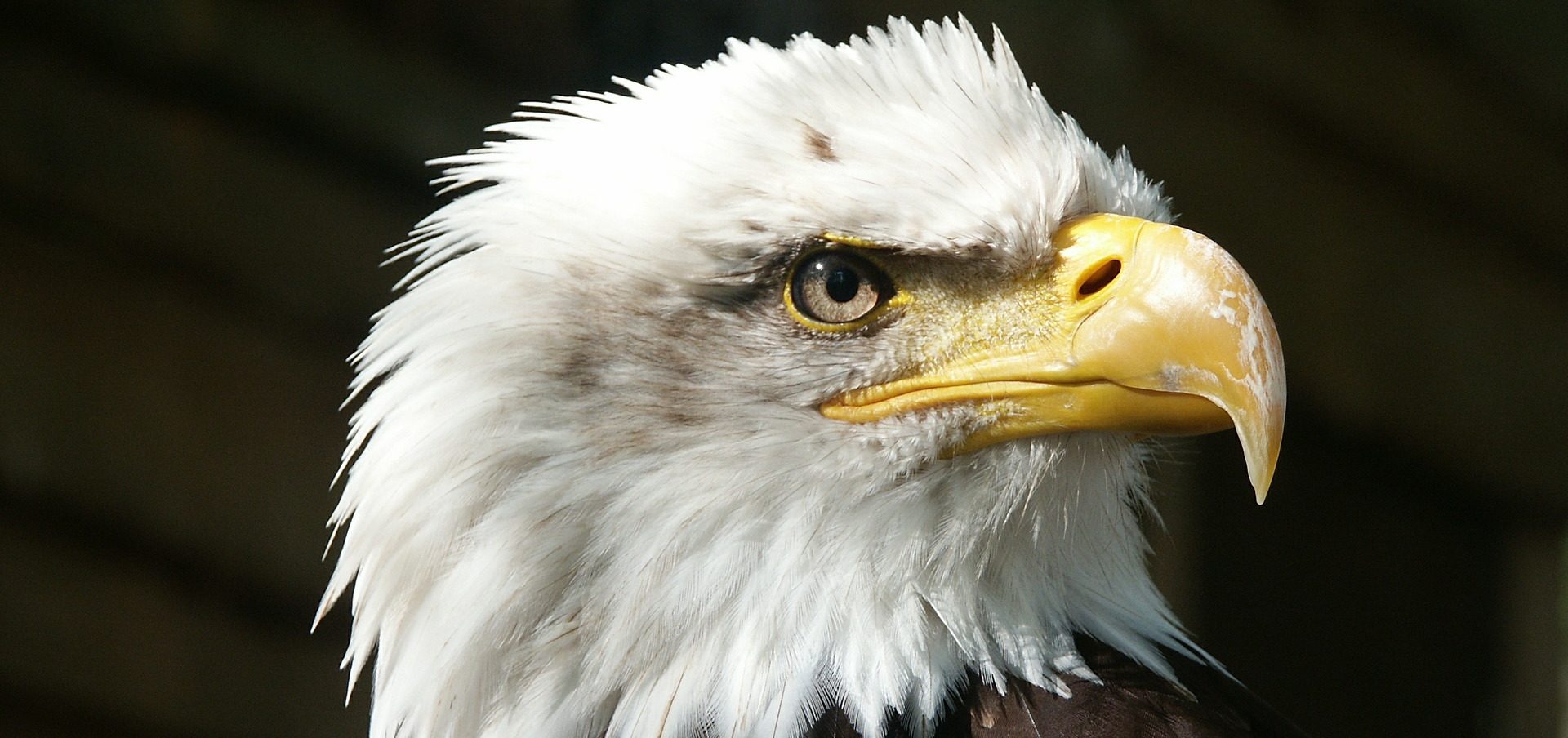 animal totem aigle