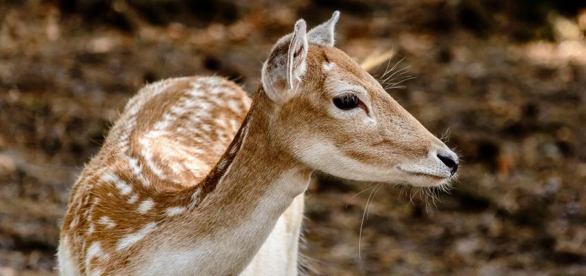 animal totem cerf