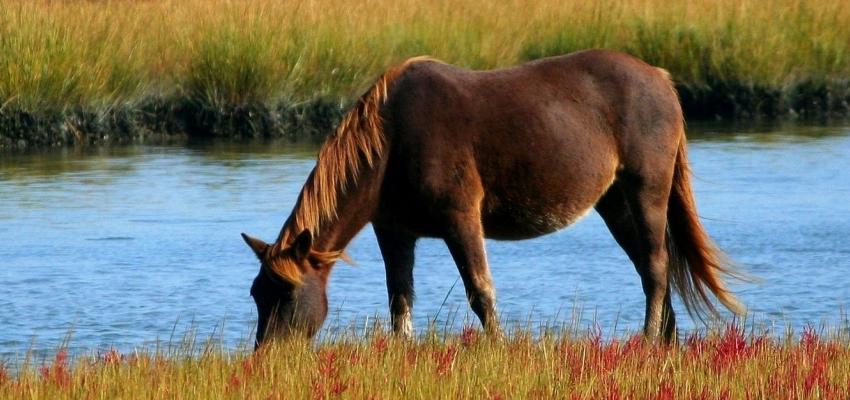 animal totem cheval